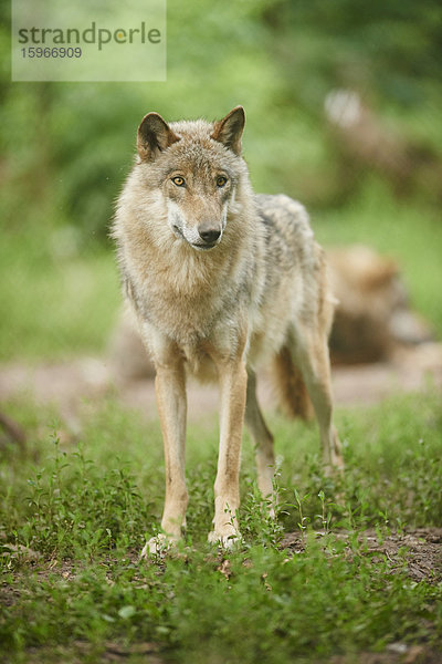 Eurasischer Wolf  Canis lupus lupus  Bayern  Deutschland  Europa