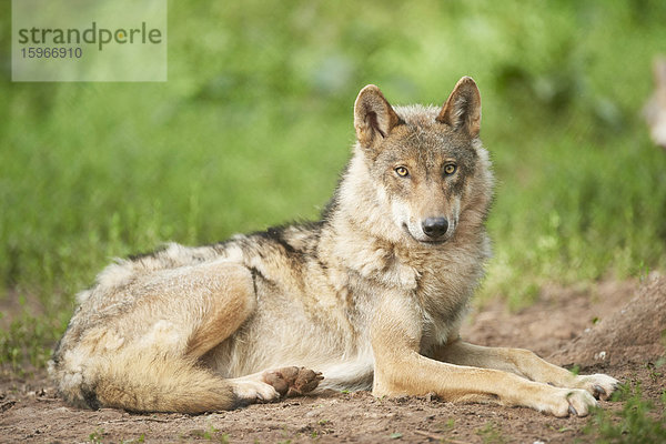 Eurasischer Wolf  Canis lupus lupus  Bayern  Deutschland  Europa