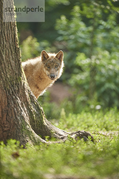 Eurasischer Wolf  Canis lupus lupus  Bayern  Deutschland  Europa