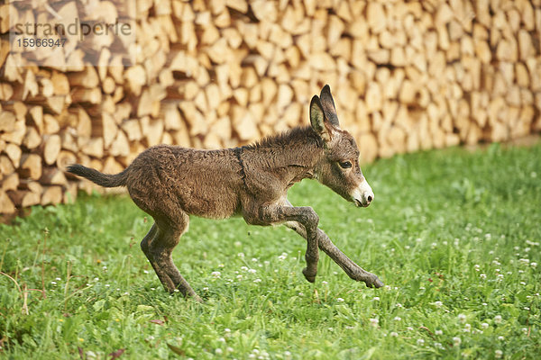 Esel auf der Wiese  Oberpfalz  Bayern  Deutschland  Europa