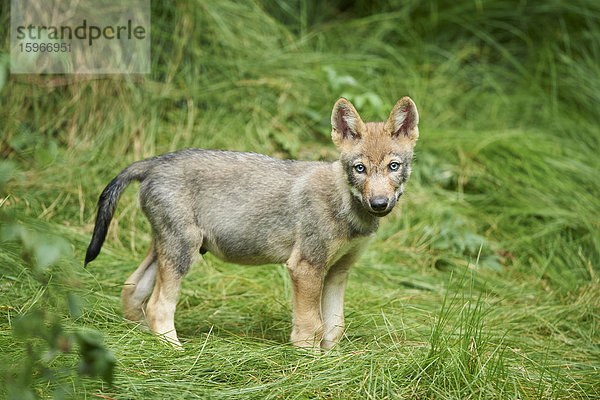 Eurasischer Wolfswelpe  Canis lupus lupus  Nationalpark Bayerischer Wald  Bayern  Deutschland  Europa