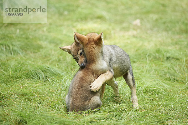 Eurasische Wolfswelpen  Canis lupus lupus  Nationalpark Bayerischer Wald  Bayern  Deutschland  Europa