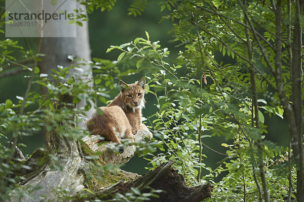 Karpatenluchs  Lynx lynx carpathicus  Nationalpark Bayerischer Wald  Bayern  Deutschland  Europa