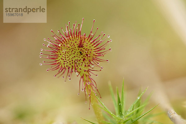 Sonnentau  Drosera rotundifolia  Oberpfalz  Bayern  Deutschland  Europa