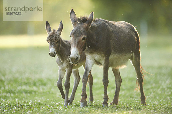 Esel auf der Wiese  Oberpfalz  Bayern  Deutschland  Europa