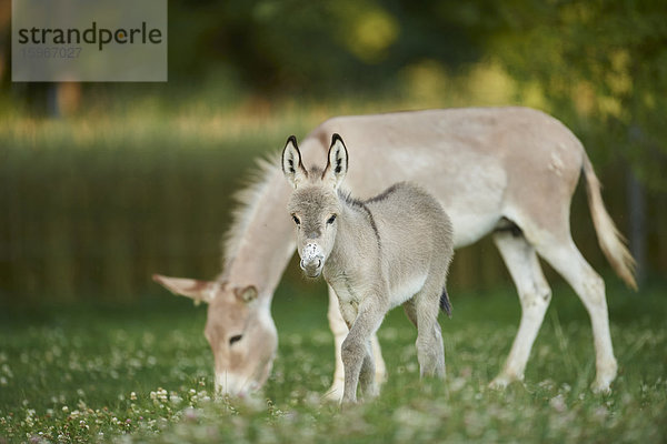 Esel auf der Wiese  Oberpfalz  Bayern  Deutschland  Europa