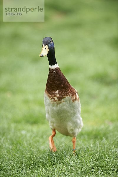 Laufente  Anas platyrhynchos domesticus  auf einer Wiese  Oberpfalz  Bayern  Deutschland  Europa