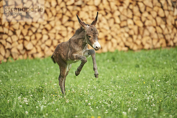 Esel auf der Wiese  Oberpfalz  Bayern  Deutschland  Europa