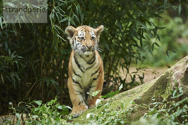 Sibirischer Tiger  Panthera tigris altaica  Deutschland  Europa