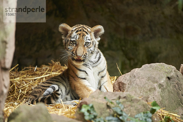 Sibirischer Tiger  Panthera tigris altaica  Deutschland  Europa