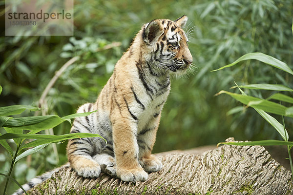 Sibirischer Tiger  Panthera tigris altaica  Deutschland  Europa