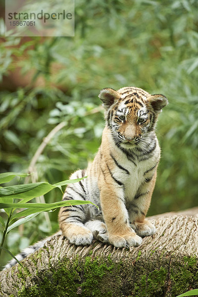 Sibirischer Tiger  Panthera tigris altaica  Deutschland  Europa