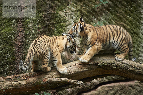 Sibirischer Tiger  Panthera tigris altaica  Deutschland  Europa