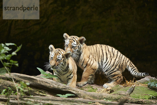 Sibirischer Tiger  Panthera tigris altaica  Deutschland  Europa