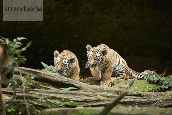 Sibirischer Tiger  Panthera tigris altaica  Deutschland  Europa