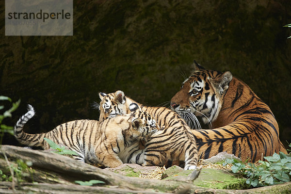 Sibirischer Tiger  Panthera tigris altaica  Deutschland  Europa