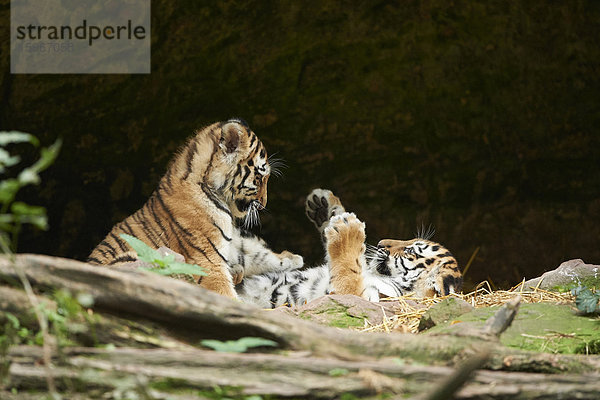 Sibirischer Tiger  Panthera tigris altaica  Deutschland  Europa