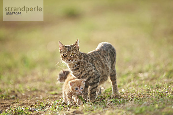 Zwei Katzen auf der Wiese  Oberpfalz  Deutschland  Europa