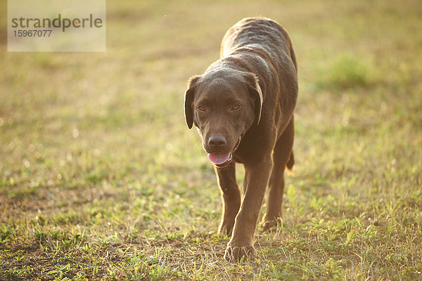 Retriever auf einer Wiese  Oberpfalz  Bayern  Deutschland  Europa