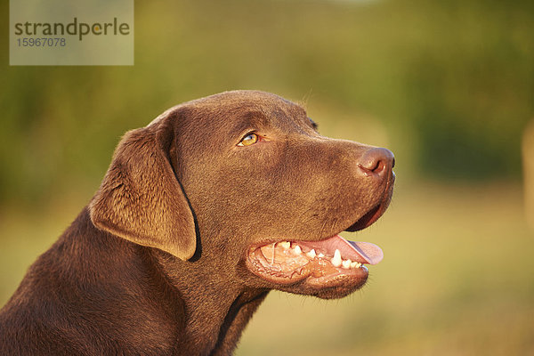 Retriever auf einer Wiese  Oberpfalz  Bayern  Deutschland  Europa