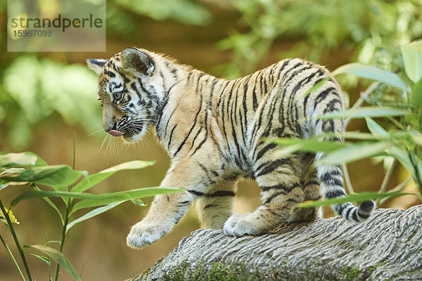 Sibirischer Tiger  Panthera tigris altaica  Deutschland  Europa