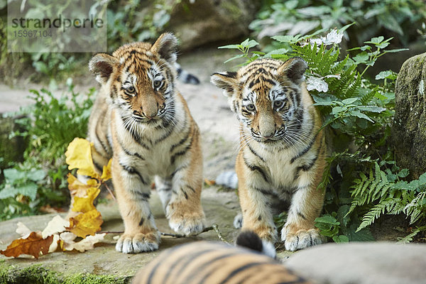 Sibirischer Tiger  Panthera tigris altaica  Deutschland  Europa