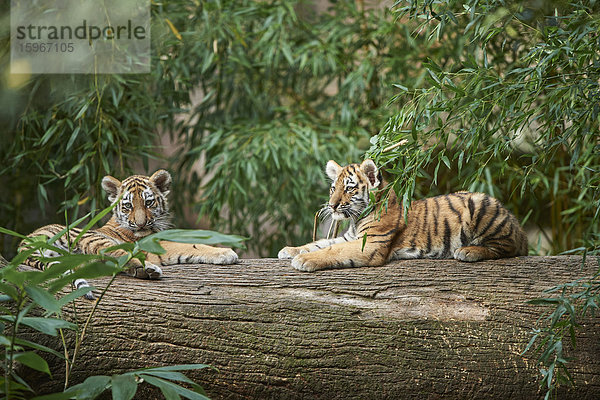 Sibirischer Tiger  Panthera tigris altaica  Deutschland  Europa