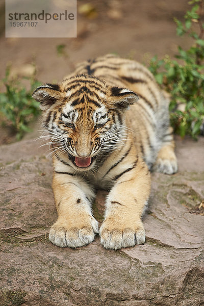 Sibirischer Tiger  Panthera tigris altaica  Deutschland  Europa