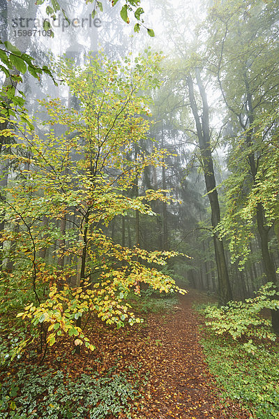 Waldweg im Herbst  Oberpfalz  Bayern  Deutschland  Europa Wald im Herbst  Oberpfalz  Bayern  Deutschland  Europa