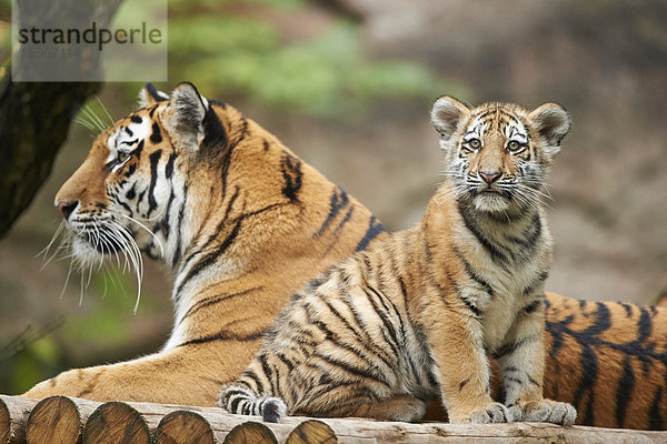 Sibirischer Tiger  Panthera tigris altaica  Deutschland  Europa