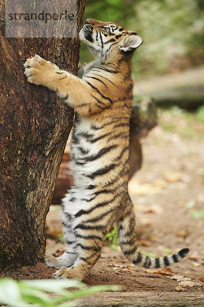 Sibirischer Tiger  Panthera tigris altaica  Deutschland  Europa