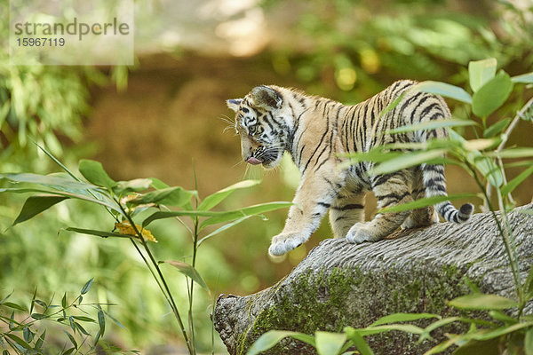 Sibirischer Tiger  Panthera tigris altaica  Deutschland  Europa