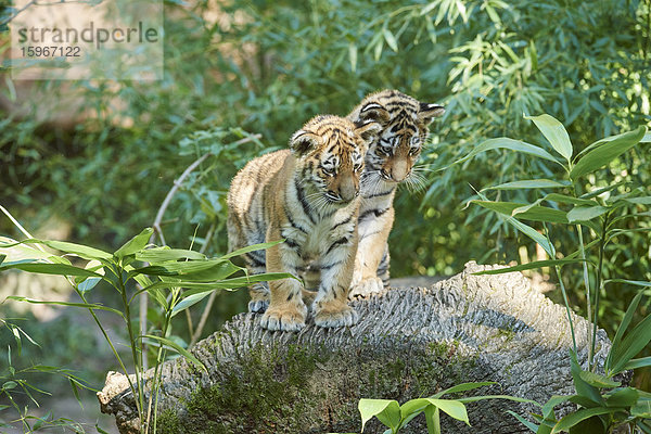 Sibirischer Tiger  Panthera tigris altaica  Deutschland  Europa