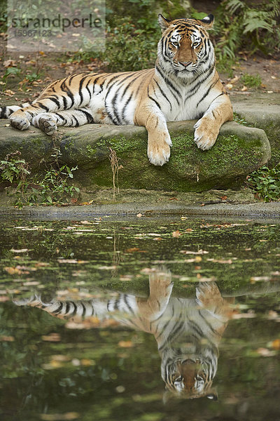 Sibirischer Tiger  Panthera tigris altaica  Deutschland  Europa