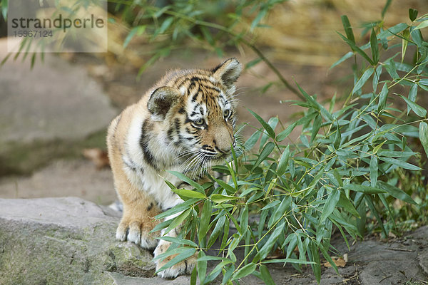 Sibirischer Tiger  Panthera tigris altaica  Deutschland  Europa