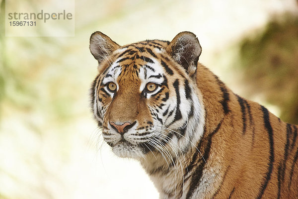 Sibirischer Tiger  Panthera tigris altaica  Deutschland  Europa