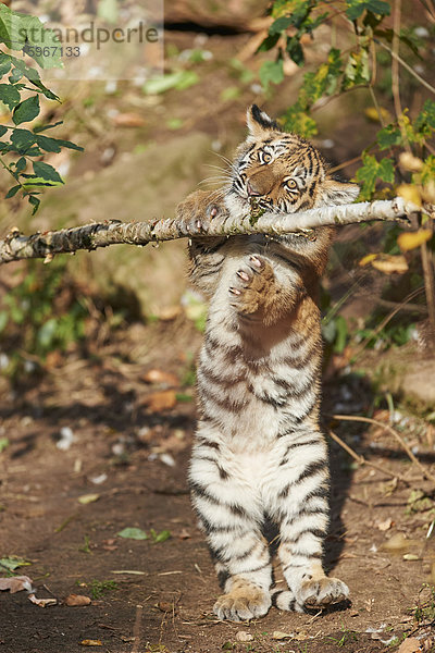 Sibirischer Tiger  Panthera tigris altaica  Deutschland  Europa