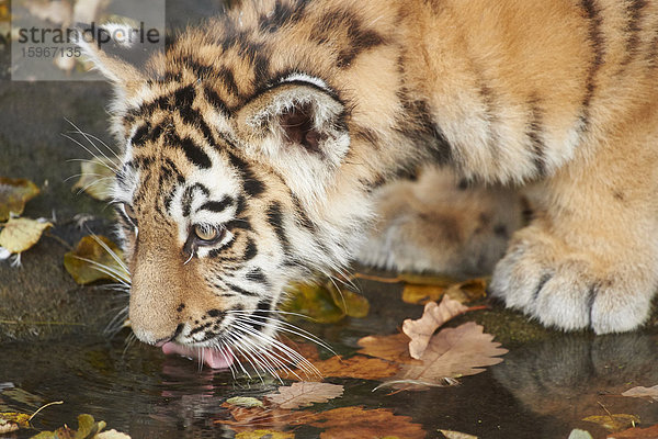 Sibirischer Tiger  Panthera tigris altaica  Deutschland  Europa