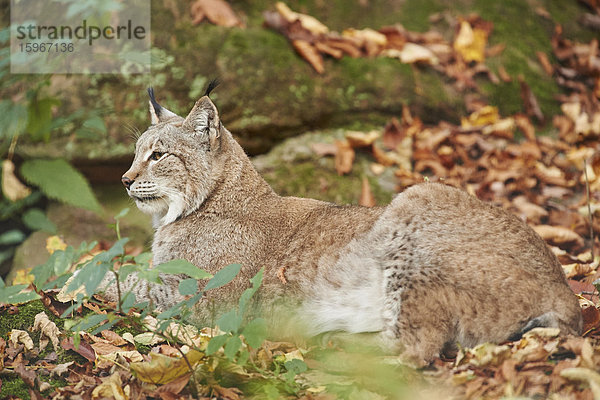 Luchs  Lynx lynx  Deutschland  Europa