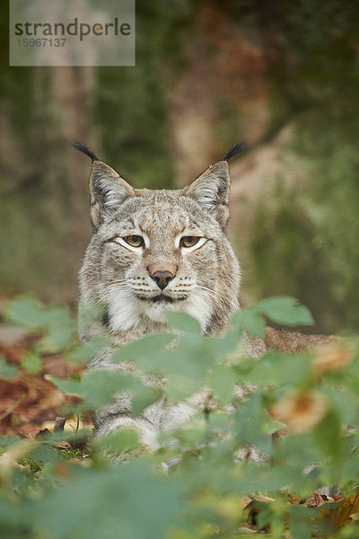 Luchs  Lynx lynx  Deutschland  Europa