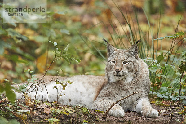 Luchs  Lynx lynx  Deutschland  Europa