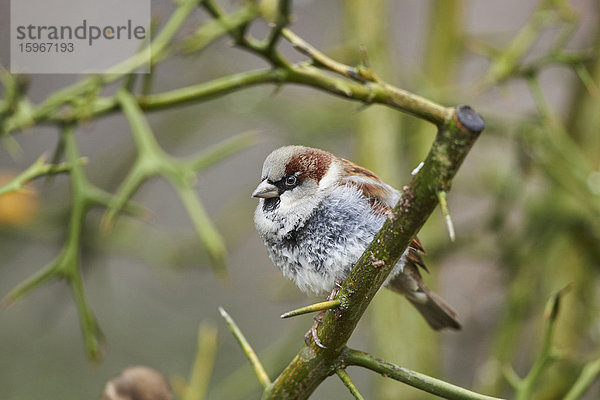 Haussperling  Passer domesticus  Deutschland  Europa