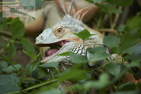 Grüner Leguan  Iguana iguana  Deutschland  Europa