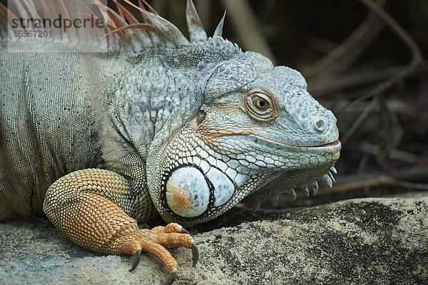 Grüner Leguan  Iguana iguana  Deutschland  Europa