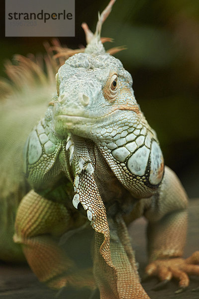 Grüner Leguan  Iguana iguana  Deutschland  Europa