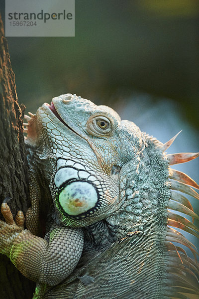 Grüner Leguan  Iguana iguana  Deutschland  Europa