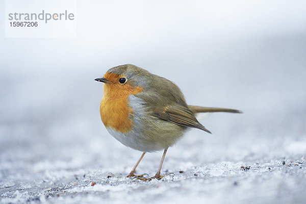 Rotkehlchen  Erithacus rubecula  im Winter  Bayern  Deutschland  Europa