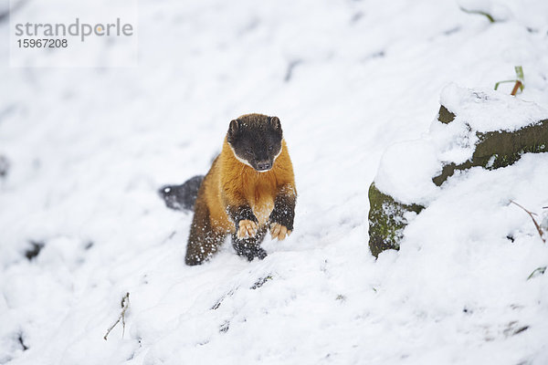 Buntmarder  Martes flavigula  im Winter  Deutschland  Europa