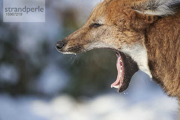 Mähnenwolf  Chrysocyon brachyurus  Deutschland  Europa