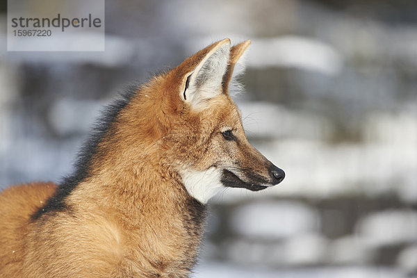 Mähnenwolf  Chrysocyon brachyurus  Deutschland  Europa